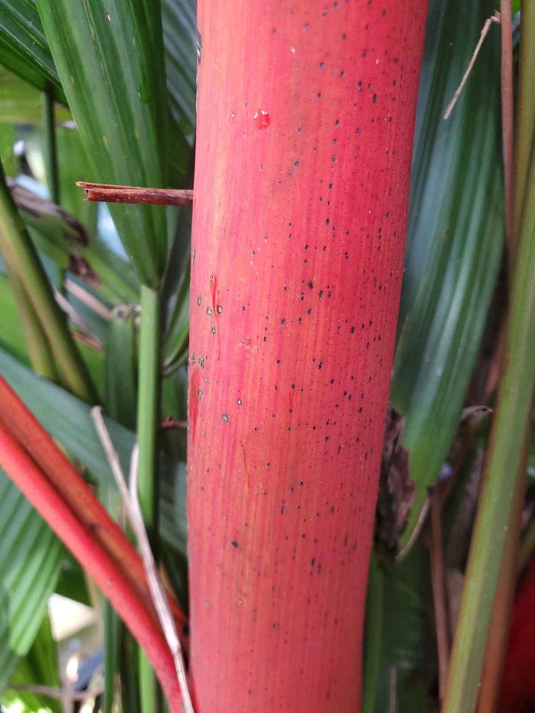 cyrtostachys-renda-cyrtostachys-lakka-lipstick-palm-red-sealing-wax-palm