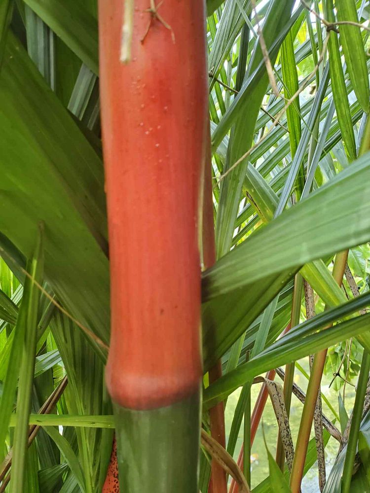 cyrtostachys-renda-cyrtostachys-lakka-lipstick-palm-red-sealing-wax-palm
