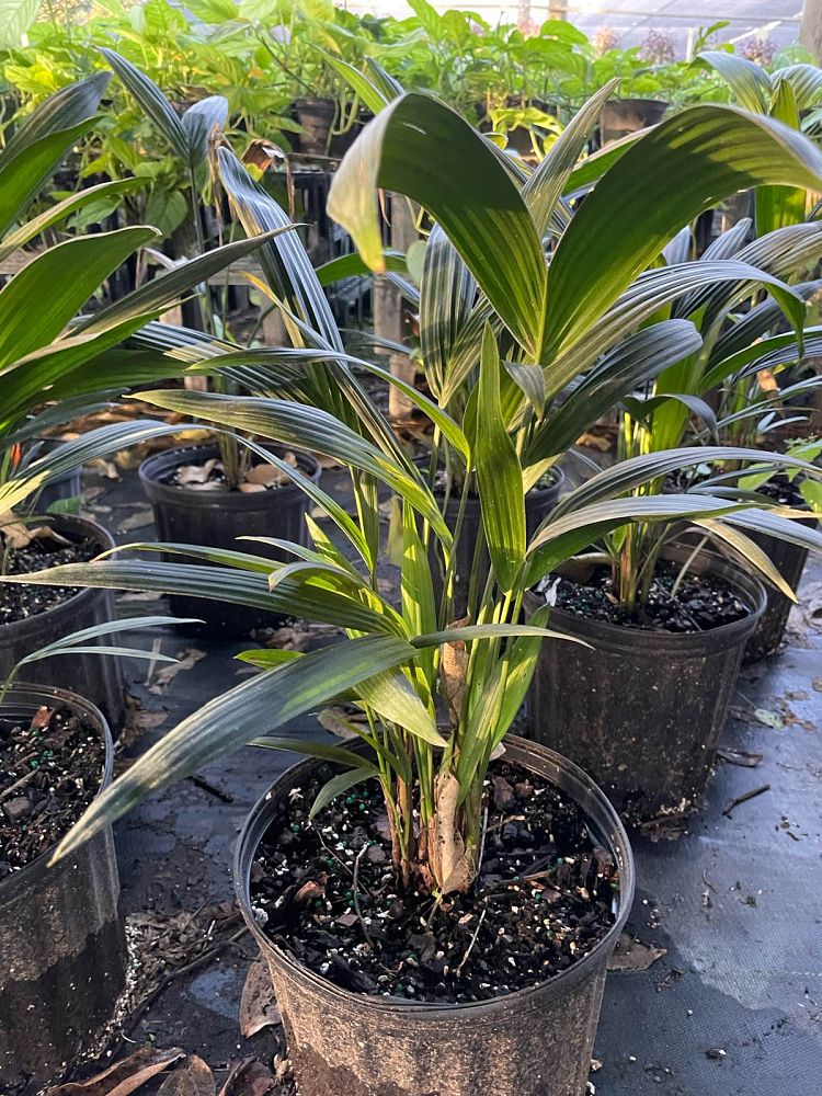 cyrtostachys-renda-cyrtostachys-lakka-lipstick-palm-red-sealing-wax-palm