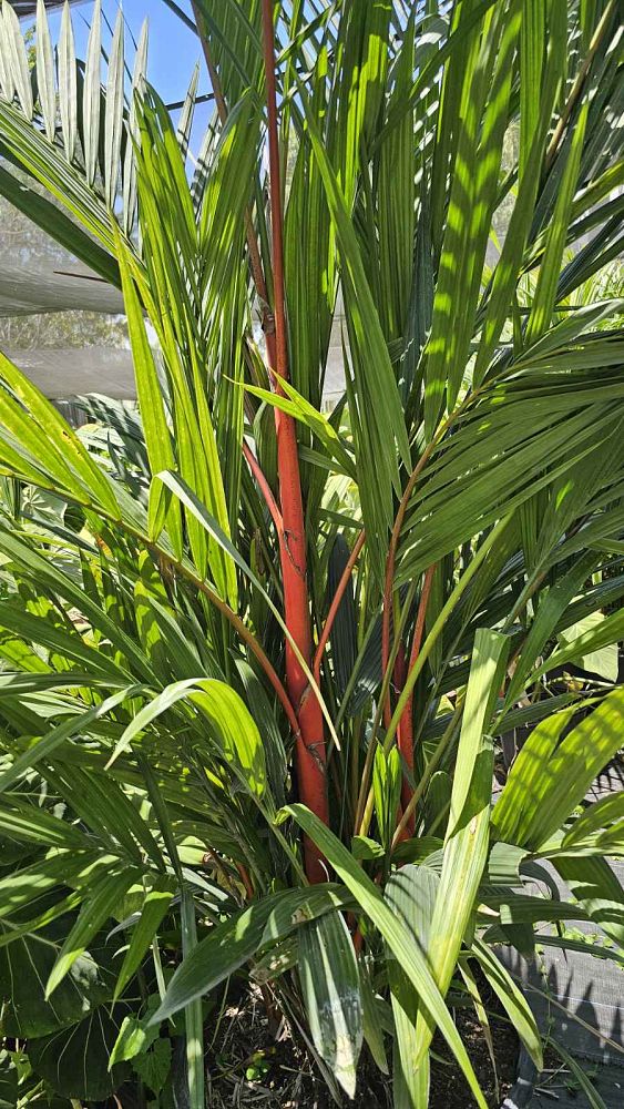 cyrtostachys-renda-cyrtostachys-lakka-lipstick-palm-red-sealing-wax-palm
