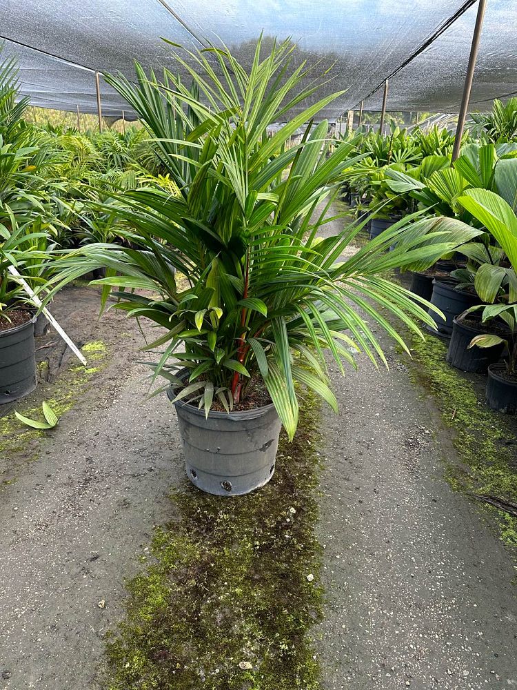 cyrtostachys-renda-cyrtostachys-lakka-lipstick-palm-red-sealing-wax-palm
