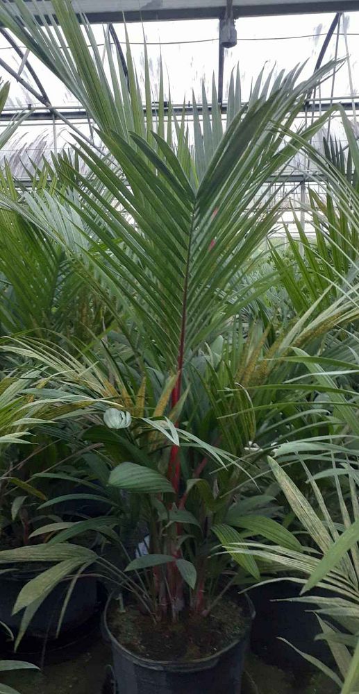 cyrtostachys-renda-cyrtostachys-lakka-lipstick-palm-red-sealing-wax-palm