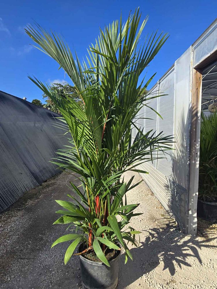 cyrtostachys-renda-cyrtostachys-lakka-lipstick-palm-red-sealing-wax-palm