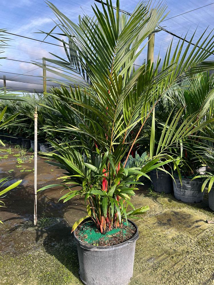 cyrtostachys-renda-cyrtostachys-lakka-lipstick-palm-red-sealing-wax-palm