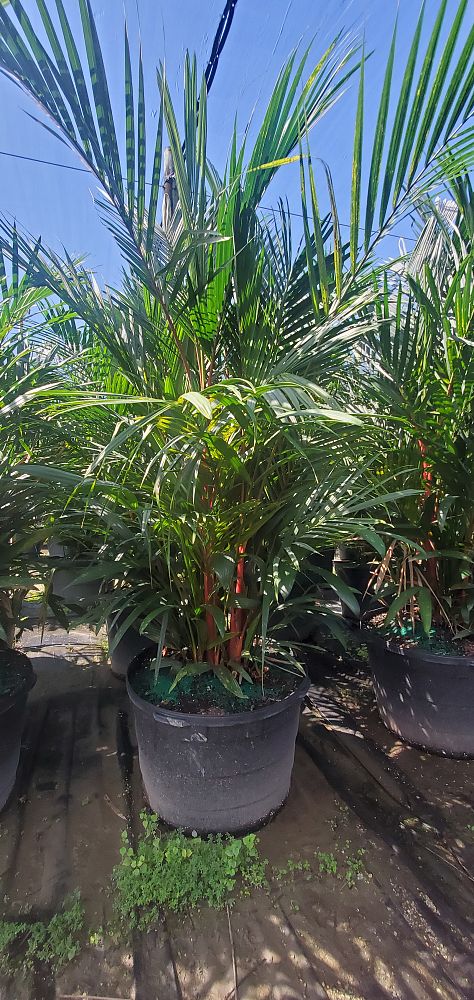 cyrtostachys-renda-cyrtostachys-lakka-lipstick-palm-red-sealing-wax-palm