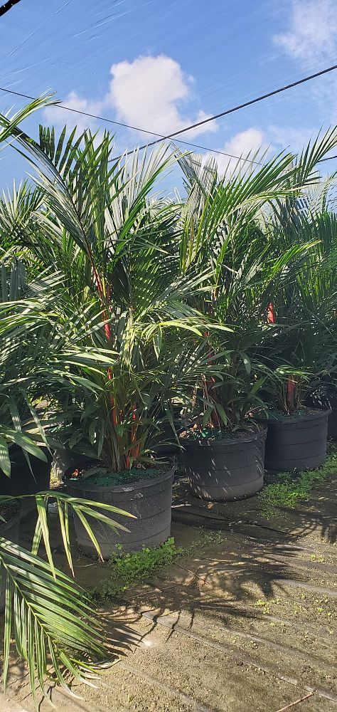 cyrtostachys-renda-cyrtostachys-lakka-lipstick-palm-red-sealing-wax-palm
