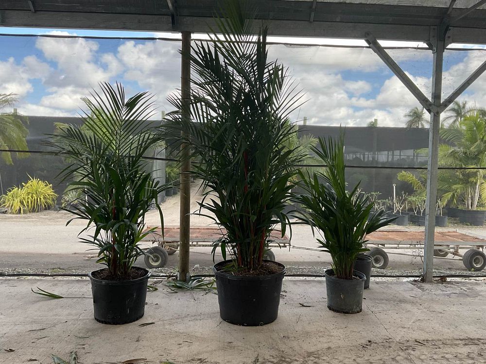 cyrtostachys-renda-cyrtostachys-lakka-lipstick-palm-red-sealing-wax-palm