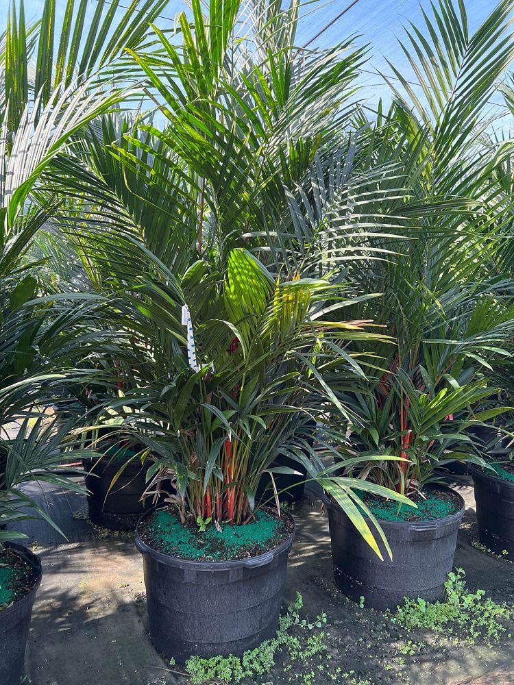 cyrtostachys-renda-cyrtostachys-lakka-lipstick-palm-red-sealing-wax-palm