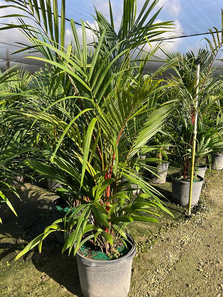 cyrtostachys-renda-cyrtostachys-lakka-lipstick-palm-red-sealing-wax-palm