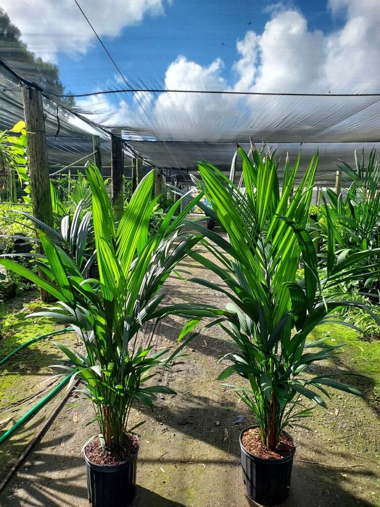 cyrtostachys-renda-cyrtostachys-lakka-lipstick-palm-red-sealing-wax-palm
