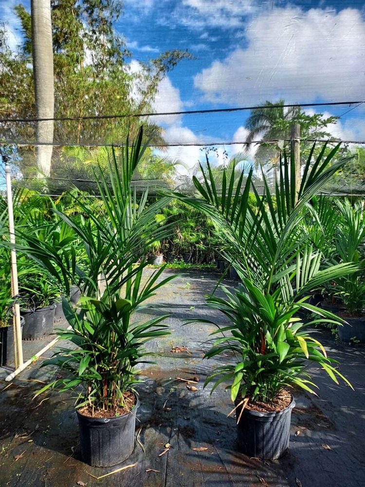 cyrtostachys-renda-cyrtostachys-lakka-lipstick-palm-red-sealing-wax-palm