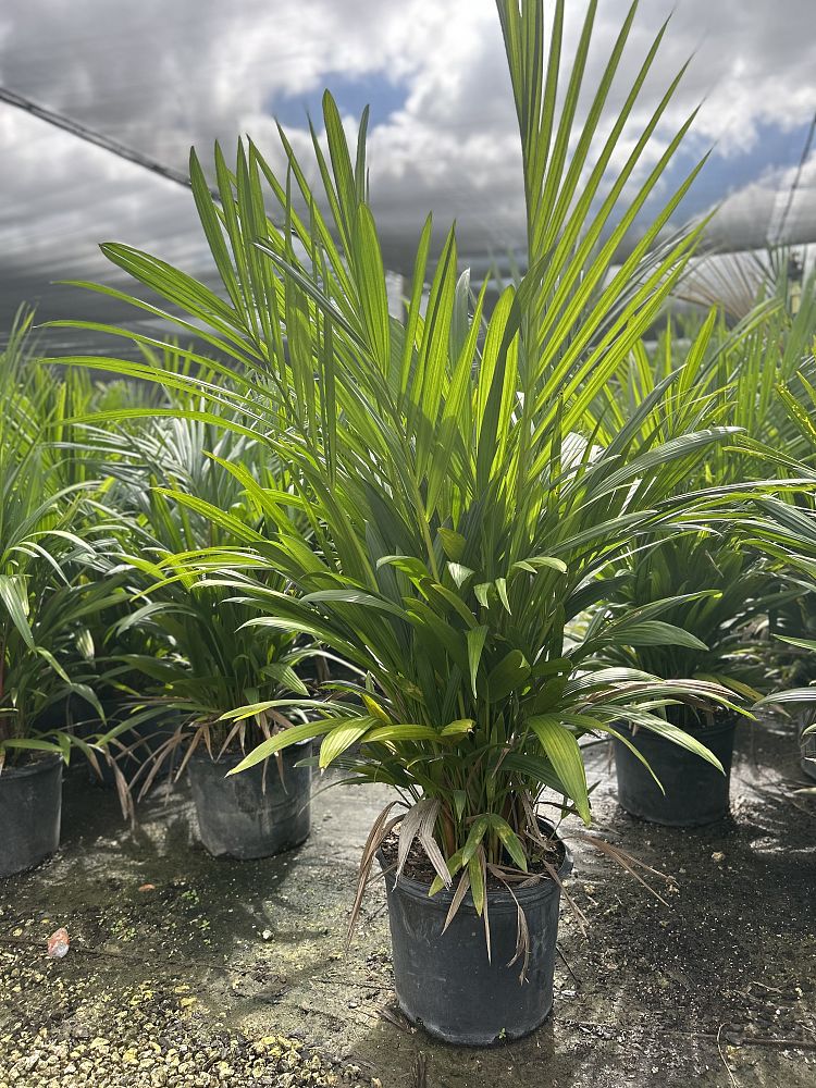 cyrtostachys-renda-cyrtostachys-lakka-lipstick-palm-red-sealing-wax-palm
