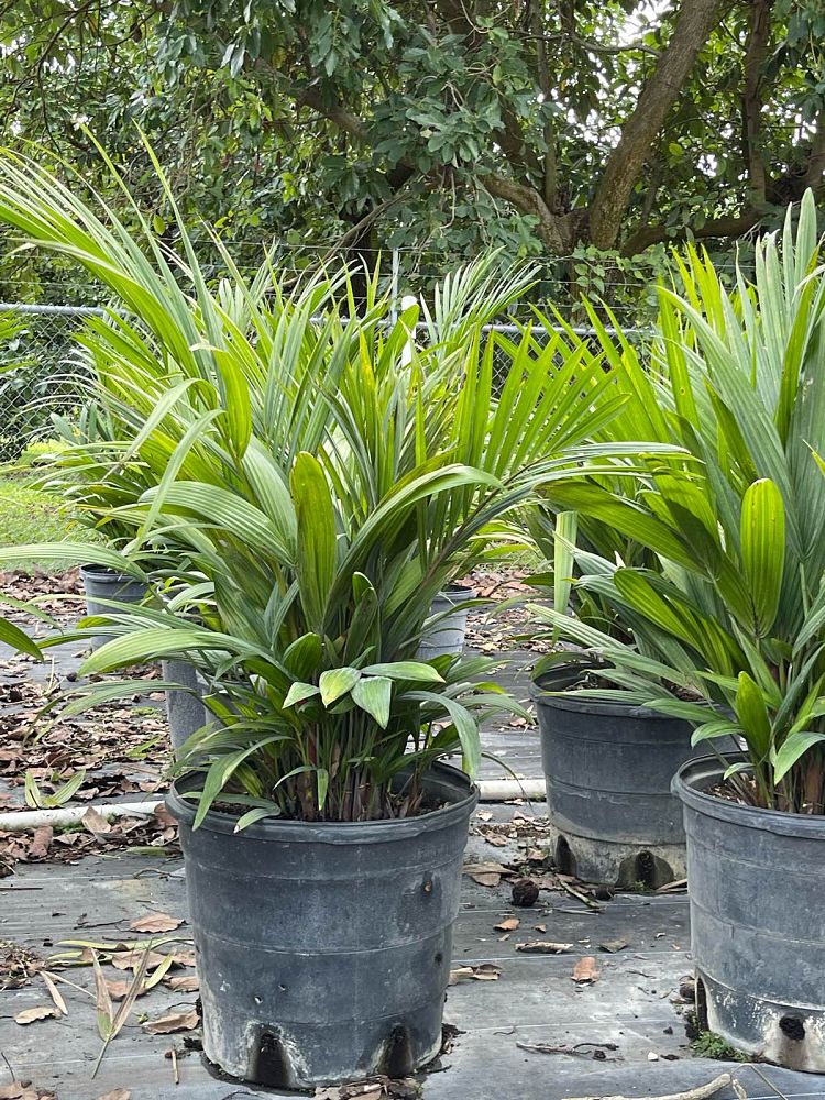 cyrtostachys-renda-cyrtostachys-lakka-lipstick-palm-red-sealing-wax-palm