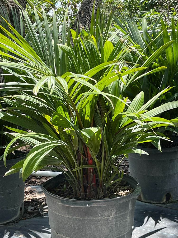 cyrtostachys-renda-cyrtostachys-lakka-lipstick-palm-red-sealing-wax-palm