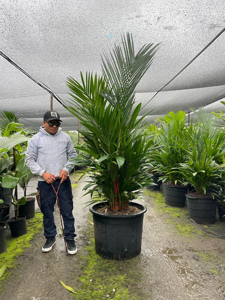 cyrtostachys-renda-cyrtostachys-lakka-lipstick-palm-red-sealing-wax-palm