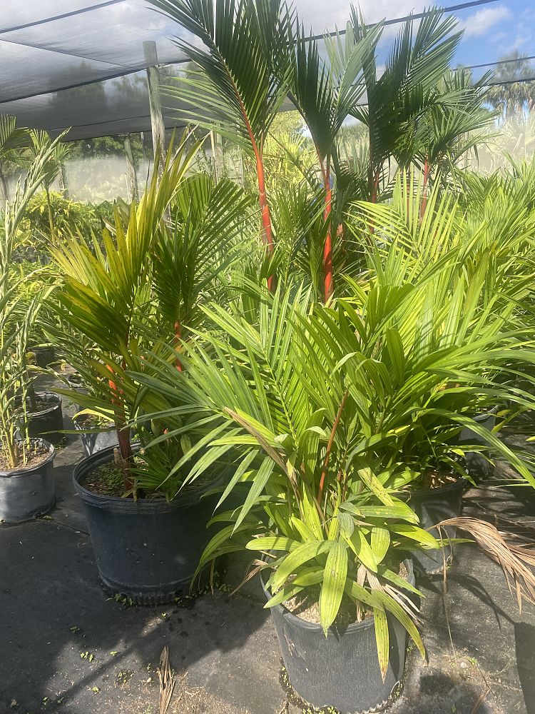 cyrtostachys-renda-cyrtostachys-lakka-lipstick-palm-red-sealing-wax-palm
