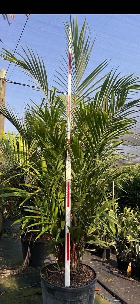 cyrtostachys-renda-cyrtostachys-lakka-lipstick-palm-red-sealing-wax-palm