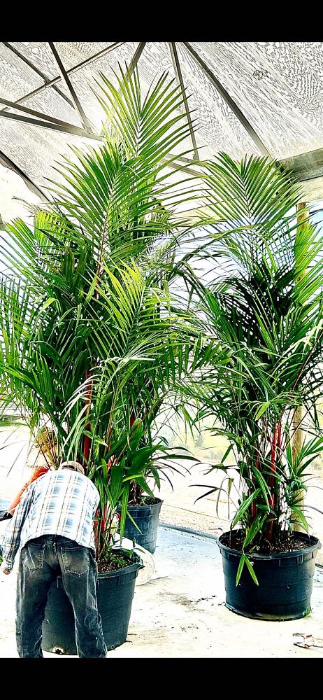 cyrtostachys-renda-cyrtostachys-lakka-lipstick-palm-red-sealing-wax-palm