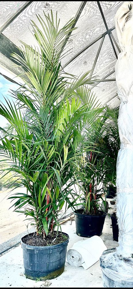 cyrtostachys-renda-cyrtostachys-lakka-lipstick-palm-red-sealing-wax-palm