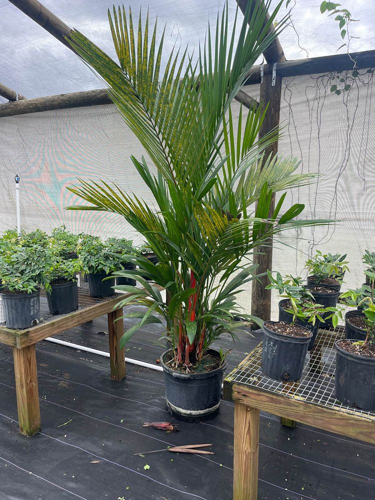 cyrtostachys-renda-cyrtostachys-lakka-lipstick-palm-red-sealing-wax-palm
