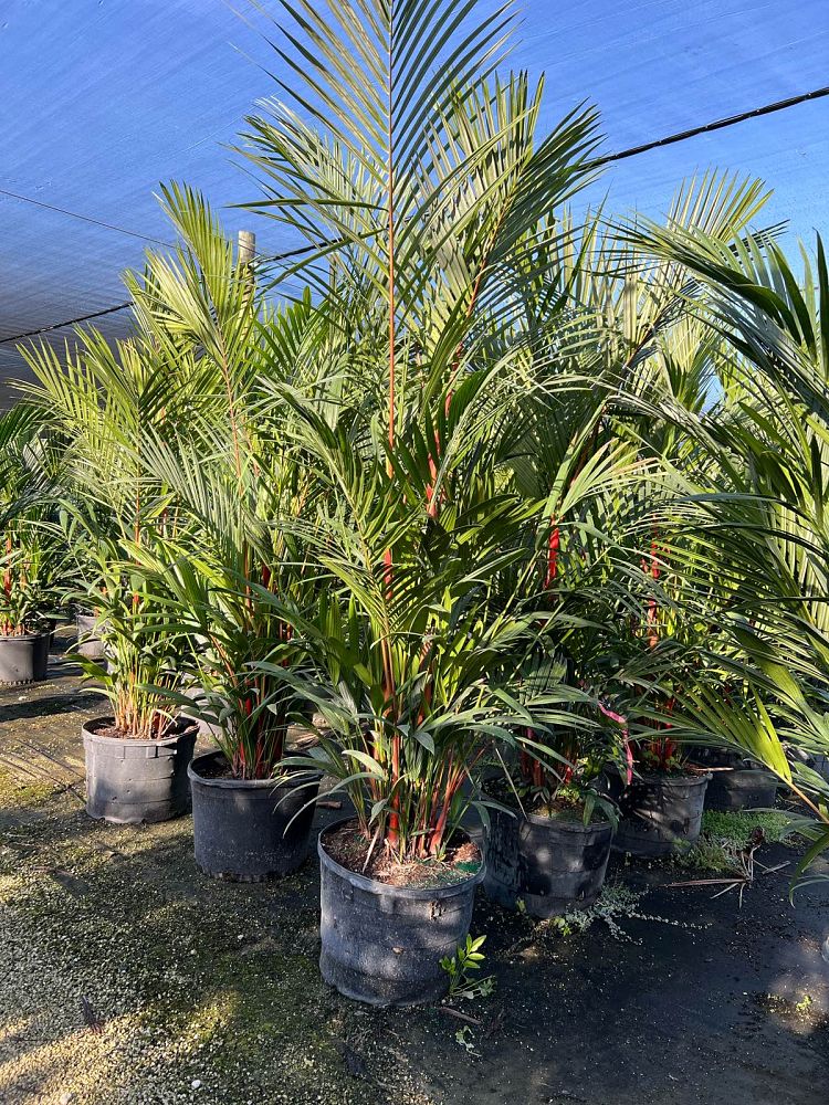 cyrtostachys-renda-cyrtostachys-lakka-lipstick-palm-red-sealing-wax-palm