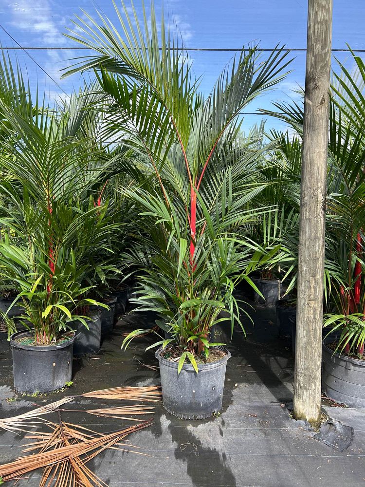 cyrtostachys-renda-cyrtostachys-lakka-lipstick-palm-red-sealing-wax-palm