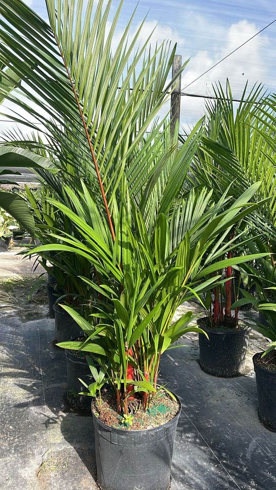 cyrtostachys-renda-cyrtostachys-lakka-lipstick-palm-red-sealing-wax-palm
