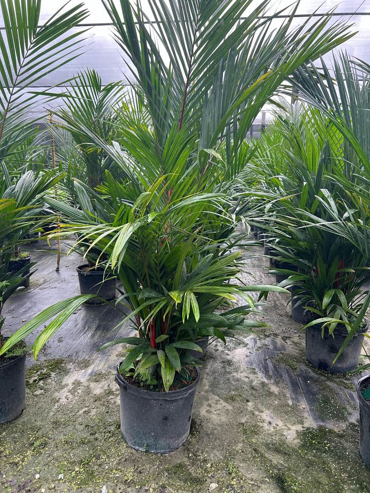 cyrtostachys-renda-cyrtostachys-lakka-lipstick-palm-red-sealing-wax-palm