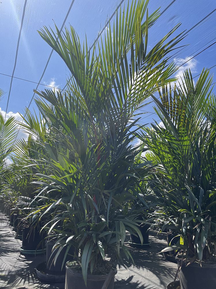 cyrtostachys-renda-cyrtostachys-lakka-lipstick-palm-red-sealing-wax-palm