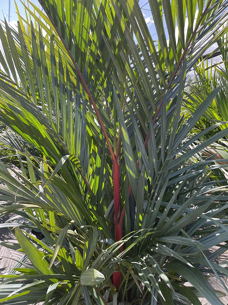 cyrtostachys-renda-cyrtostachys-lakka-lipstick-palm-red-sealing-wax-palm