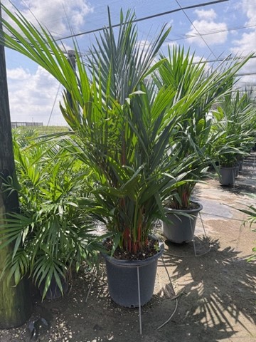 cyrtostachys-renda-cyrtostachys-lakka-lipstick-palm-red-sealing-wax-palm