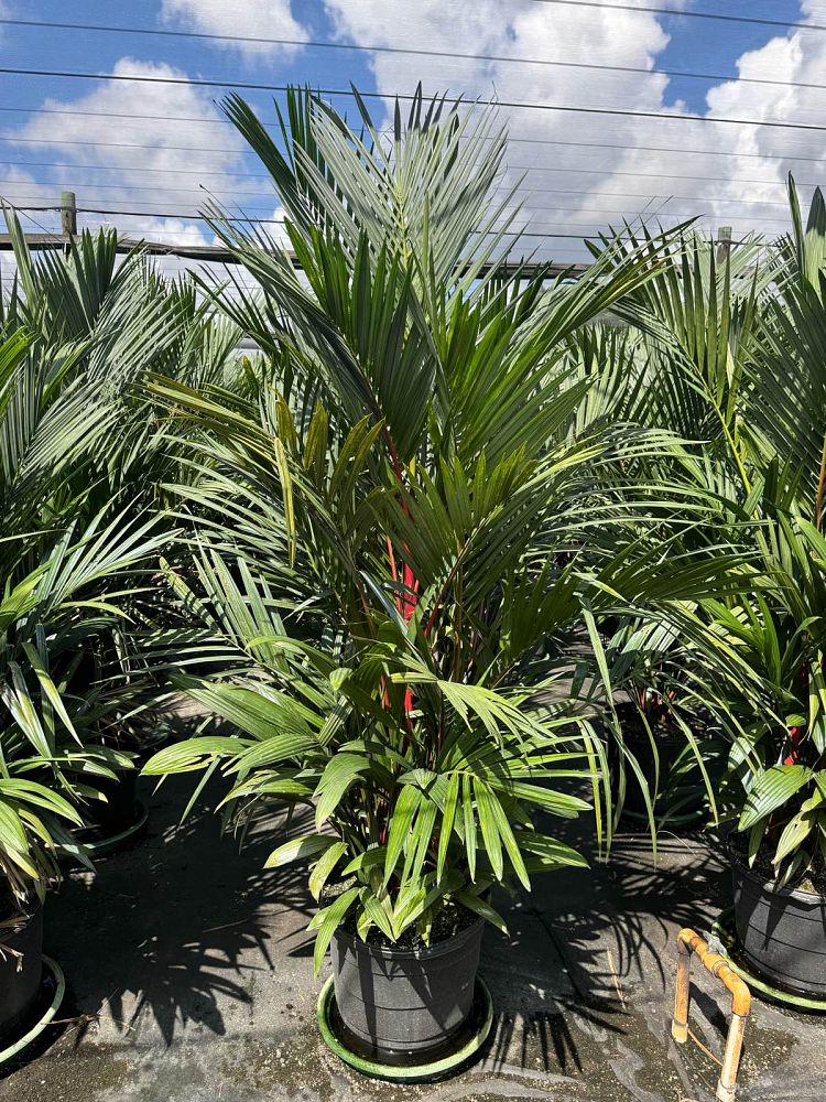 cyrtostachys-renda-cyrtostachys-lakka-lipstick-palm-red-sealing-wax-palm