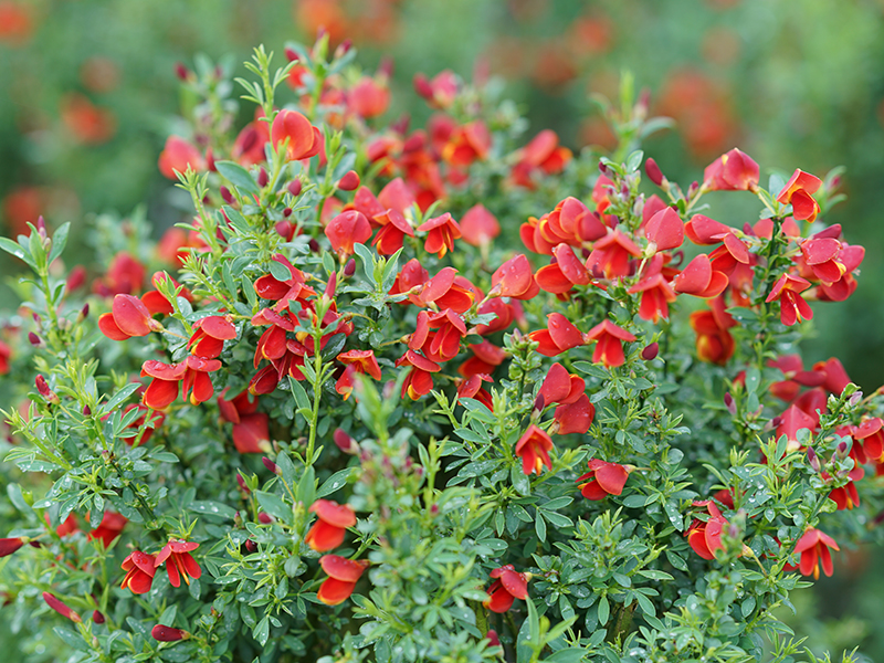 cytisus-scoparius-smncsab-sister-redhead-reg-scotch-broom