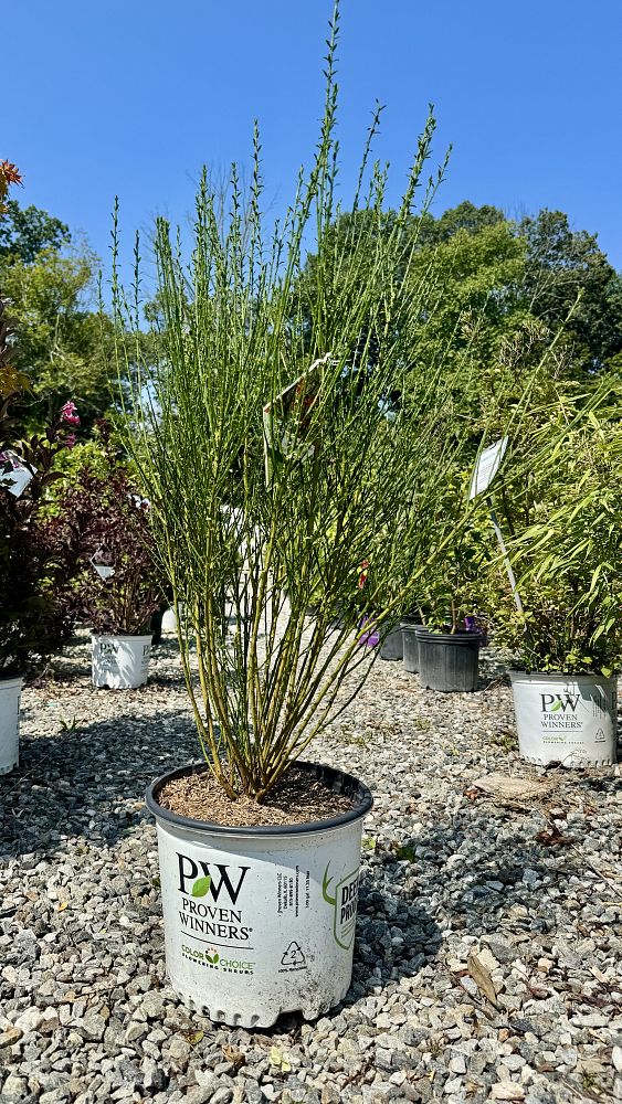 cytisus-scoparius-smncsab-sister-redhead-reg-scotch-broom
