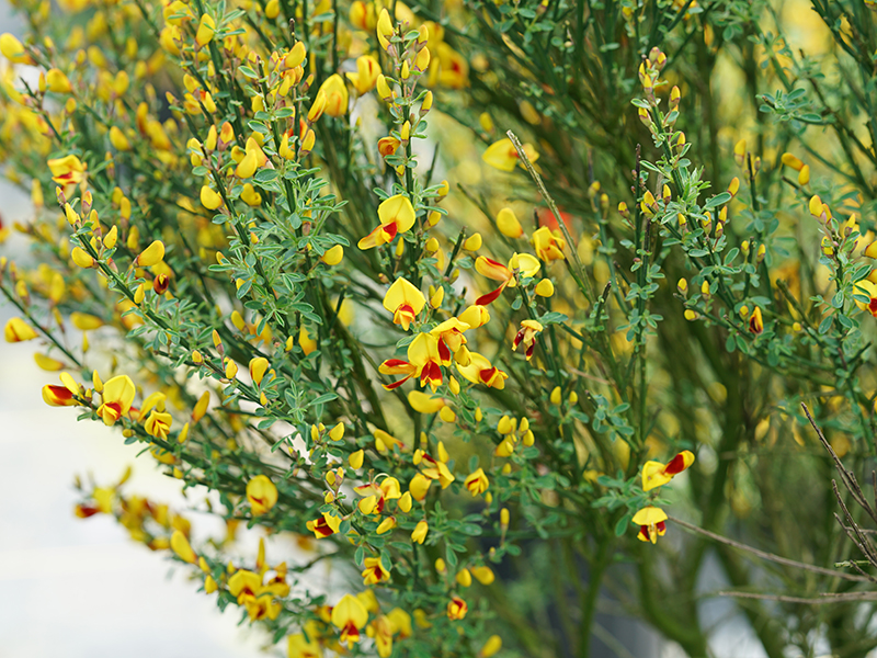 cytisus-scoparius-smncscry-sister-disco-reg-scotch-broom