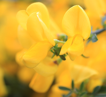 cytisus-scoparius-smscgf-sister-golden-hair-reg-scotch-broom