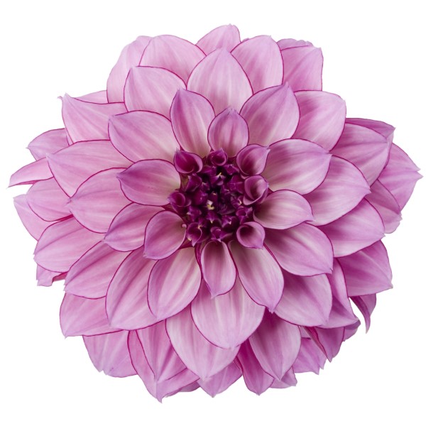 dahlia-hypnotica-purple-bi-color