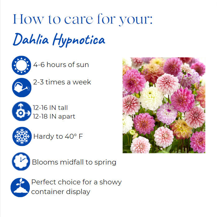 dahlia-hypnotica-red