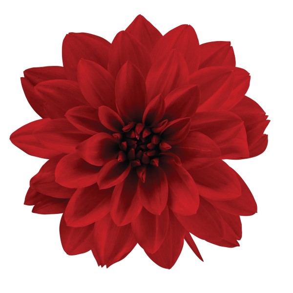 dahlia-hypnotica-red