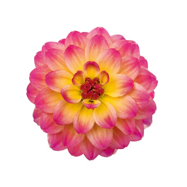 dahlia-hypnotica-rose-bi-color