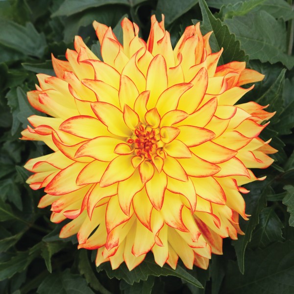 dahlia-hypnotica-yellow