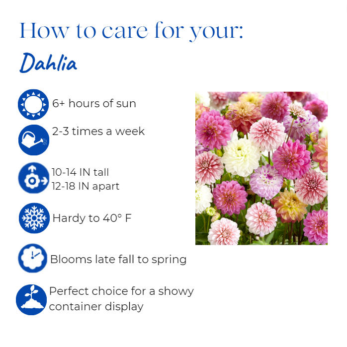 dahlia-pinnata-aztec-dahlia