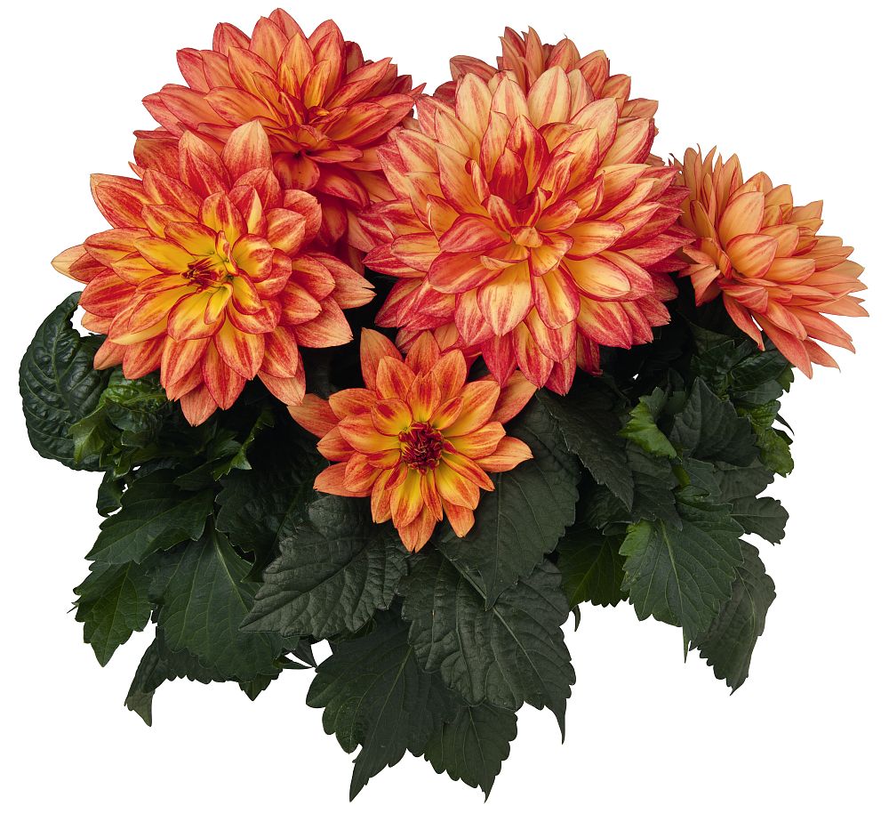 dahlia-pinnata-aztec-dahlia