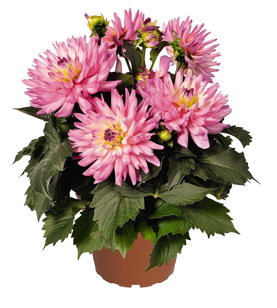 dahlia-pinnata-aztec-dahlia
