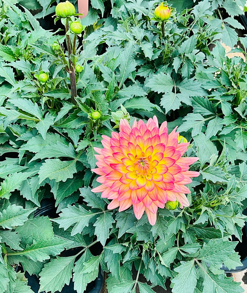 dahlia-pinnata-aztec-dahlia