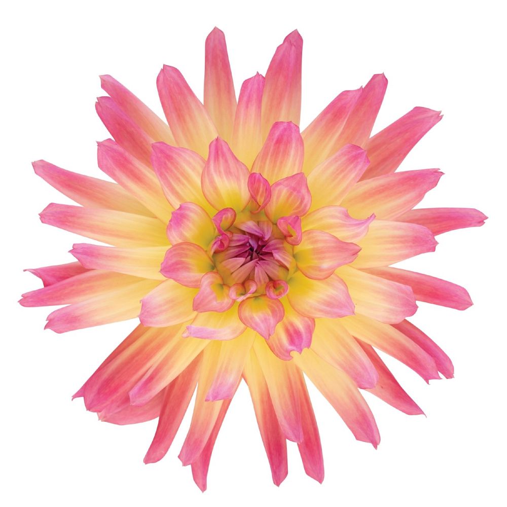 dahlia-pinnata-aztec-dahlia