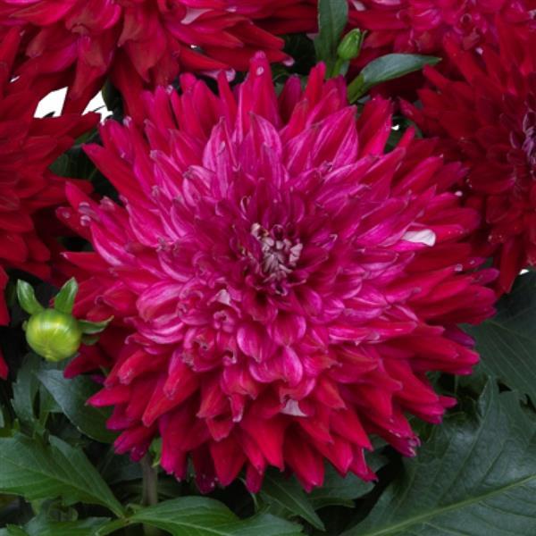 dahlia-pinnata-aztec-dahlia