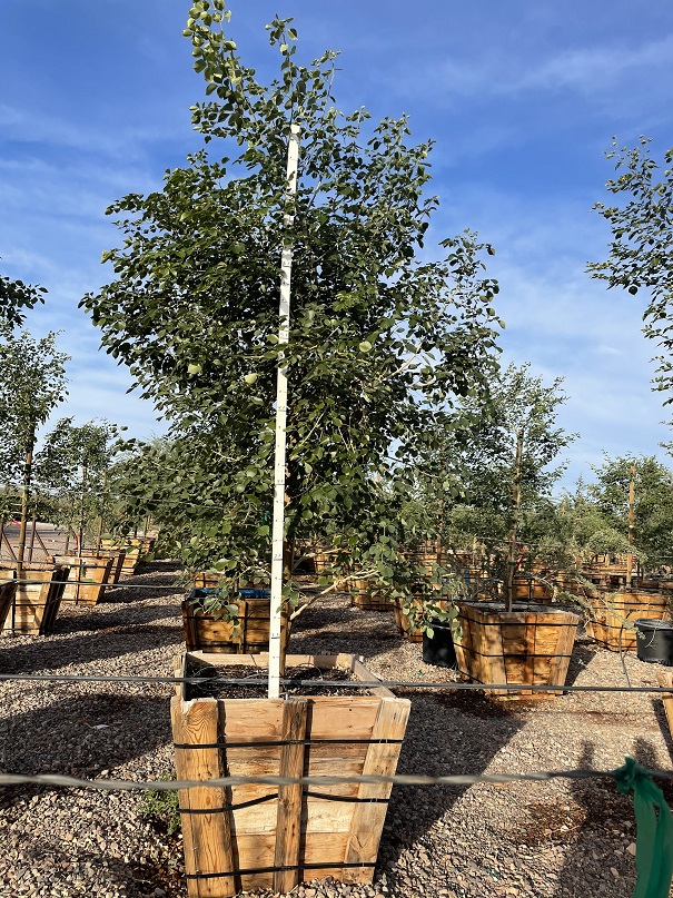 dalbergia-sissoo-indian-rosewood-sissoo