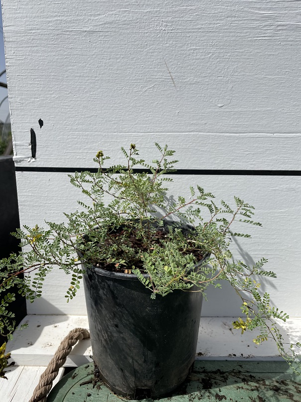 dalea-capitata