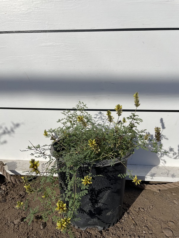 dalea-capitata